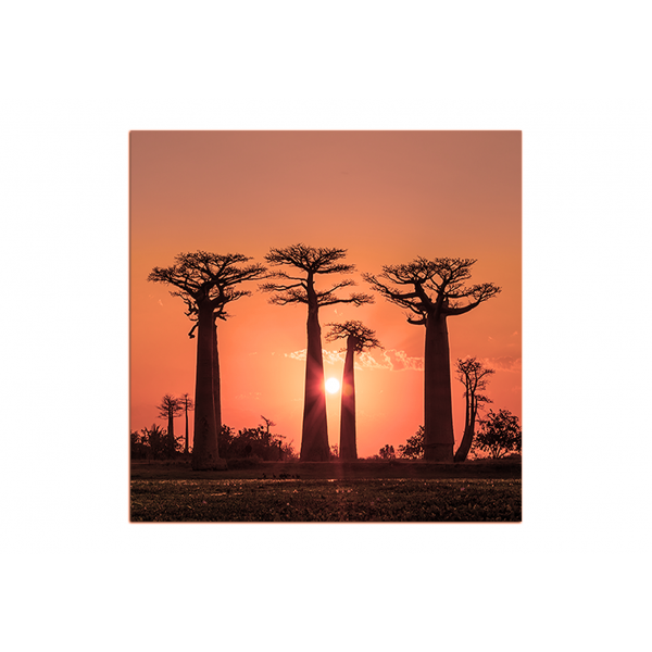 Obraz na plátně - Baobaby při západu slunce - čtverec...